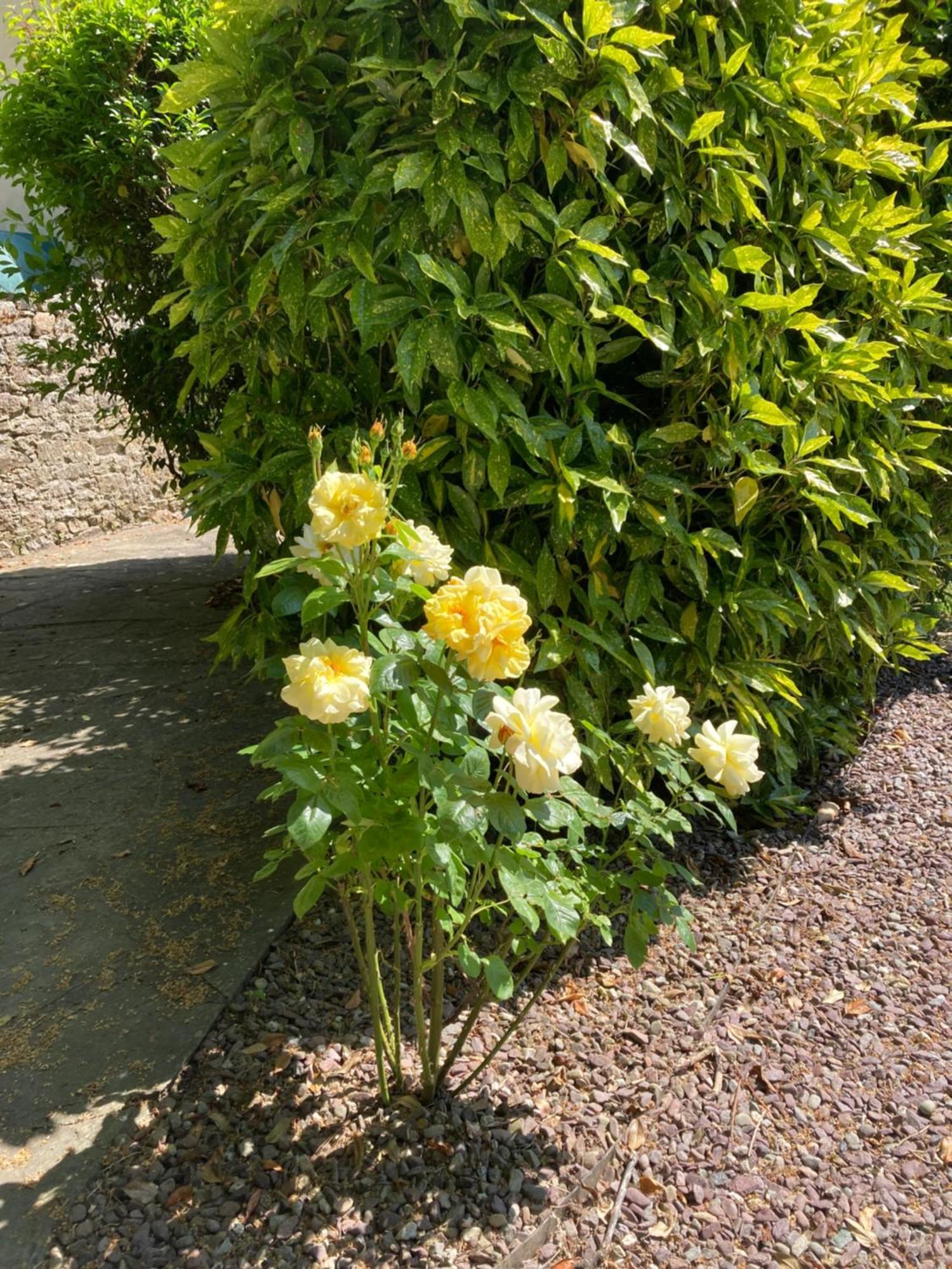 Grove House Country Rooms Shanballymore Εξωτερικό φωτογραφία
